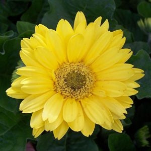 Gerbera Daisy Jaguar Yellow (4.5" Pot)
