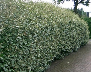 elaeagnus x ebbingei  Elaeagnus Ebbingei