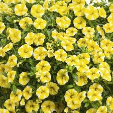 Calibrachoa SuperBells Lemon Slice 4.5" (PW) (SHIPPED)