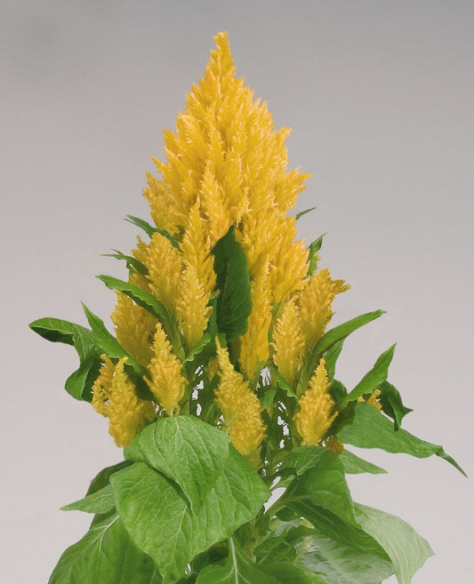 Celosia Glorious Yellow (6-06 Pack) (Shipped)