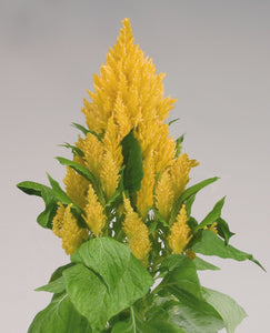Celosia Glorious Yellow (6-06 Pack)