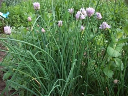 Chives Onion (4") (Shipped)