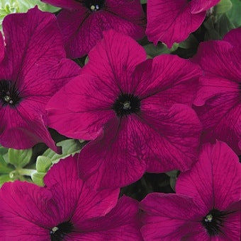 Petunia Dreams Burgundy (6-06 Pack)