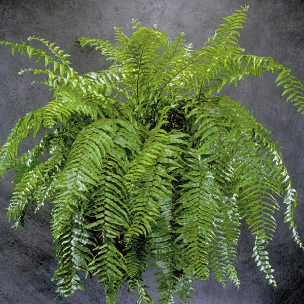 Fern Macho (1 Gal.)