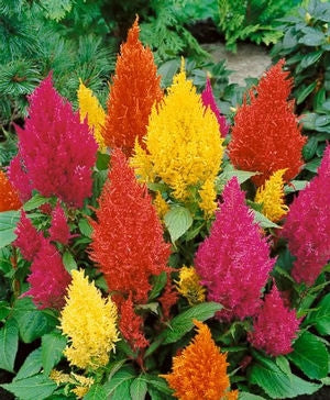 Celosia Glorious Mix (6-06 Pack) (Shipped)