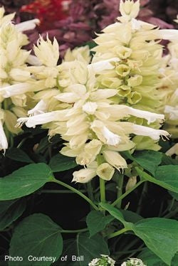 Salvia Vista White (6-06 Pack) (Shipped)