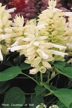 Salvia Vista White (6-06 Pack)