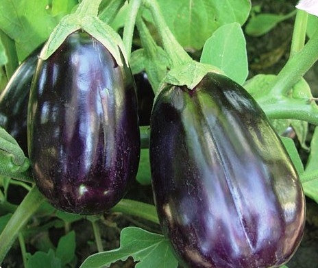 Eggplant Black Beauty (12-04 Pack) (Shipped)