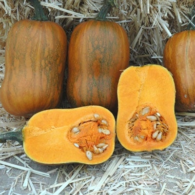 Honeynut Butternut Squash