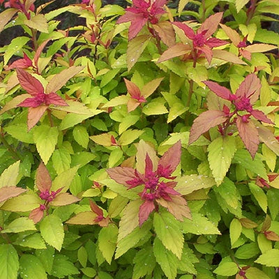 spirea japonica ‘magic carpet’ MAGIC CARPET SPIREA