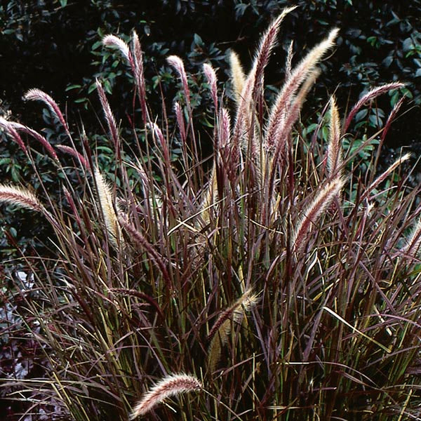 Fountain Grass Red (1 Gal.)