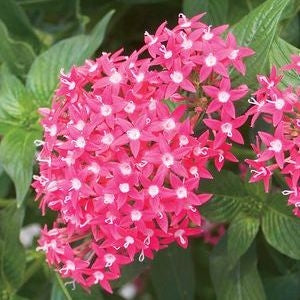 Pentas Butterfly Deep Rose (4.5 Pot (SHIPPED)