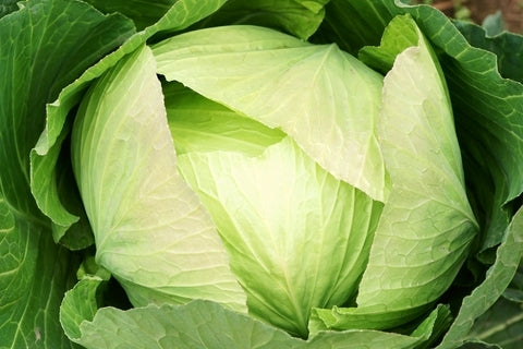 Cabbage Golden Acre (12-04 Pack) (Shipped)