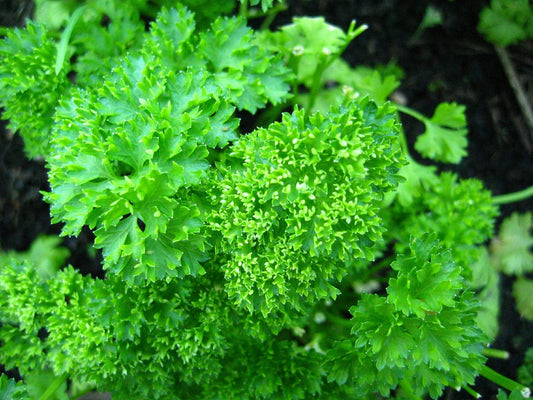 Curly Parsley