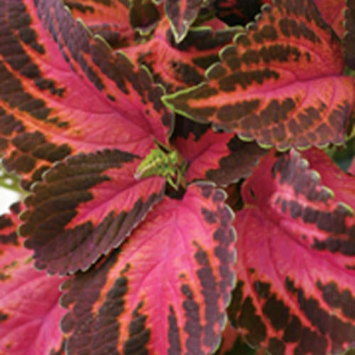 Coleus Kingswood Torch (4.5" Pot)