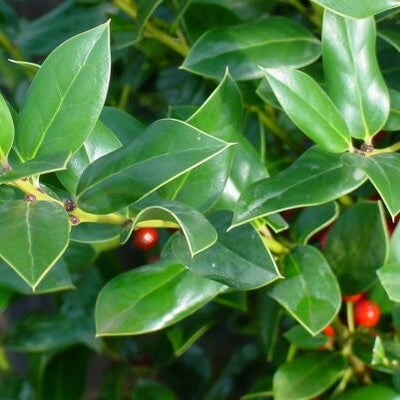 ilex cornuta ‘needle point’ NEEDLE POINT HOLLY