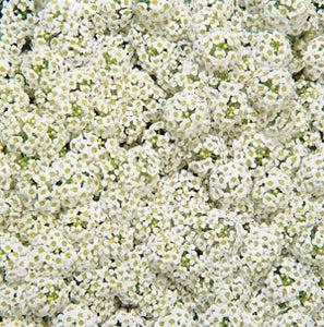 Alyssum Clear Crystal White (6-06 Pack)