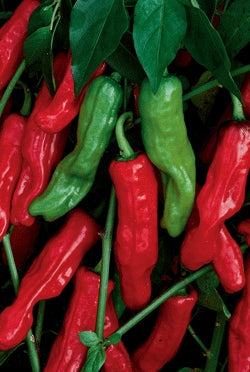 Pepper Hot Garden Salsa (3.5") (Shipped)