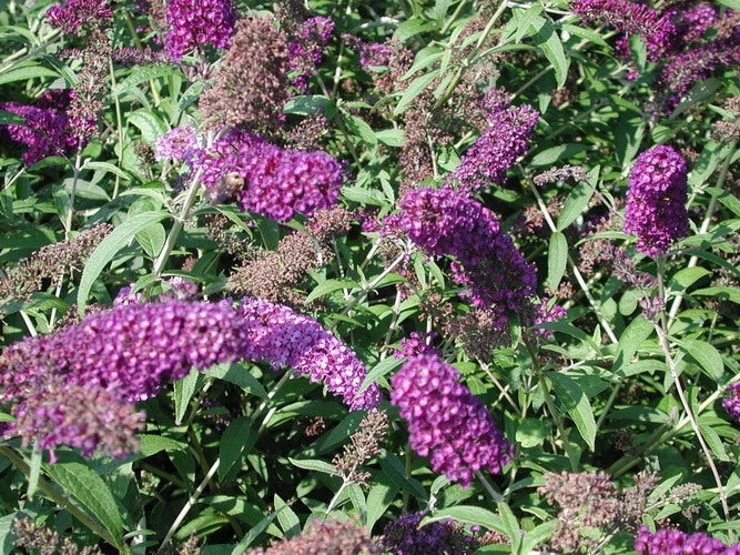 buddleja davidii 'nanho purple’  BUTTERFLY BUSH
