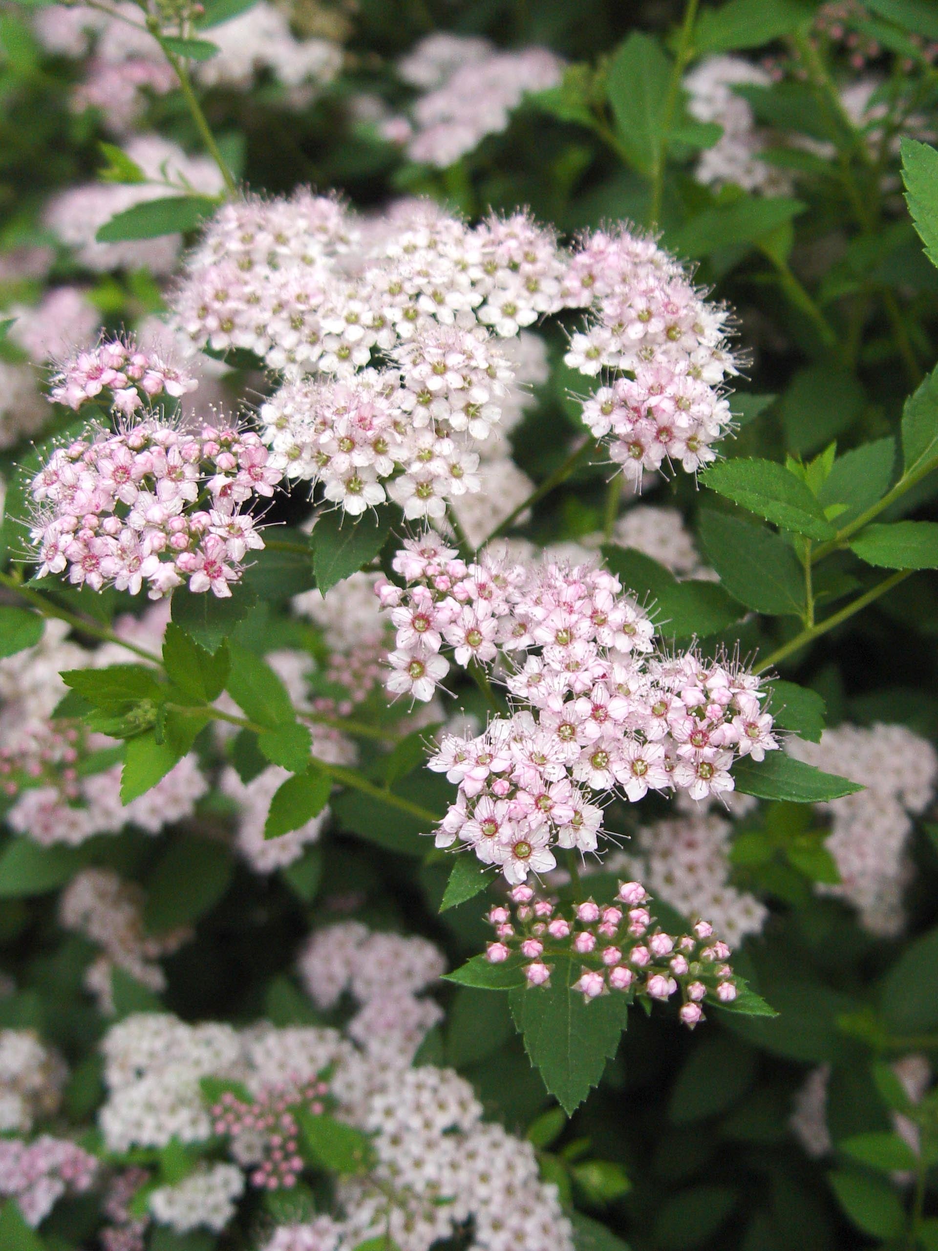 spirea japonica ‘little princess’ LITTLE PRINCESS SPIREA