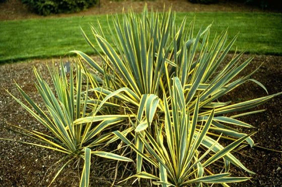 yucca filamentosa ‘bright edge’ BRIGHT EDGE YUCCA