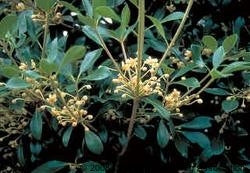 ternstroemia gymnanthera 'contherann' PP11737’CLEYERA LEANN