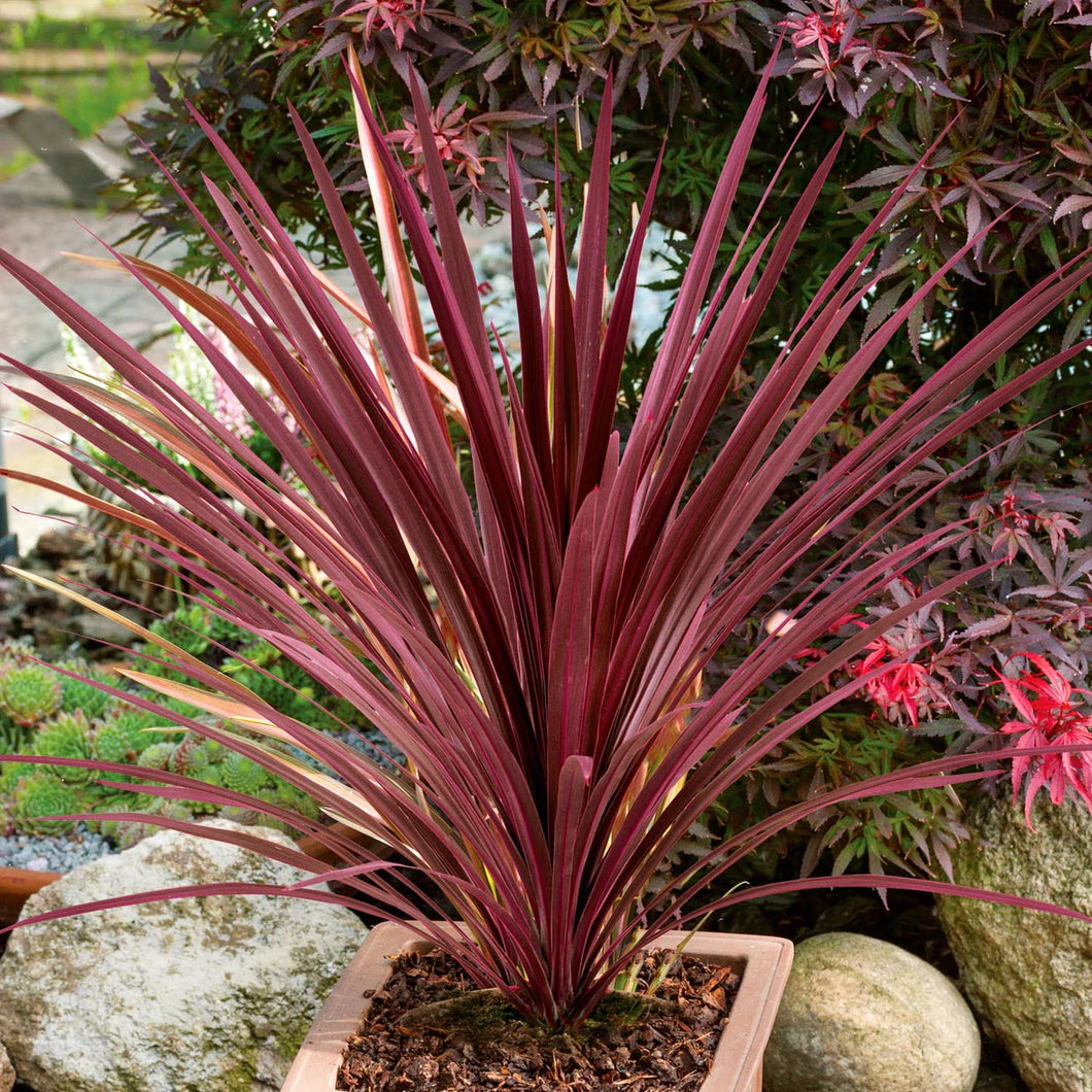 Cordyline Red Star (3 Gal.)