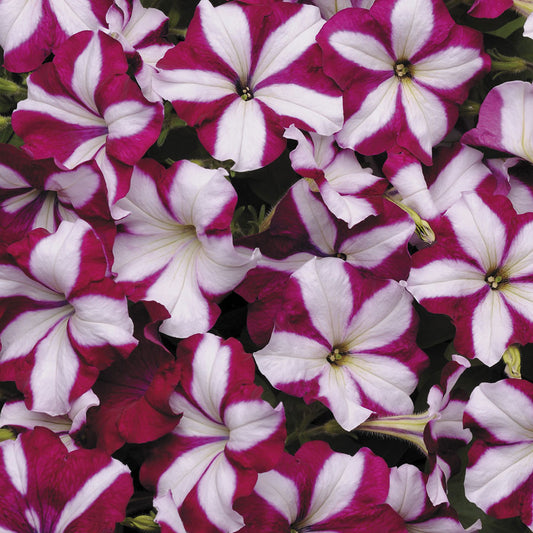 Petunia Easy Wave Burgundy Star (Shipped)
