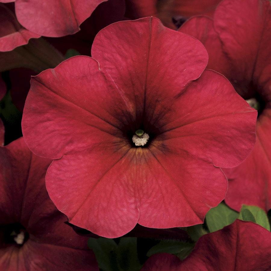 Petunia Easy Wave Berry Velour (Shipped)