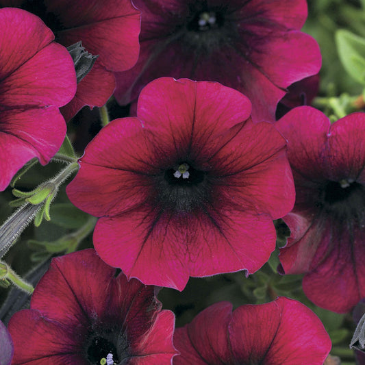 Petunia Easy Wave Burgundy Velour (Shipped)