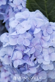 hydrangea macrophylla ‘mini penny’ MINI PENNY HYDRANGEA
