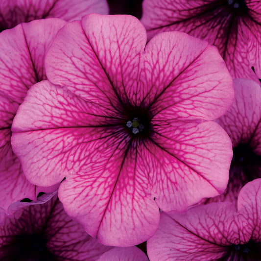 Petunia Easy Wave Rose Fusion (Shipped)