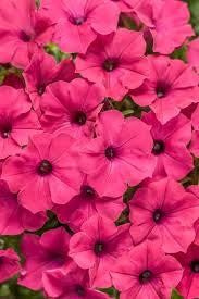 Vista Fuchsia Supertunia