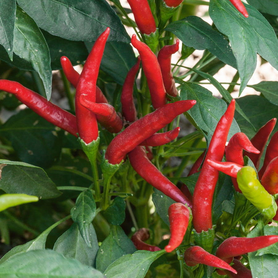 Pepper Hot Super Chili (3.5") (Shipped)