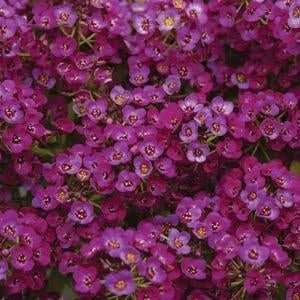 Alyssum Clear Crystal Purple Shades (6-06 Pack)
