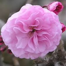 prunus serrulata ‘Kwanzan’ KWANZAN FLOWERING CHERRY