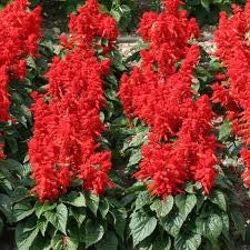 Salvia Mojave Red (4.5" Pot)