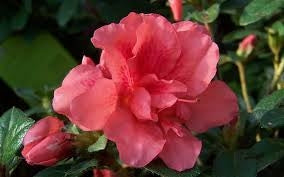 azalea x ‘encore’ AUTUMN PRINCESS