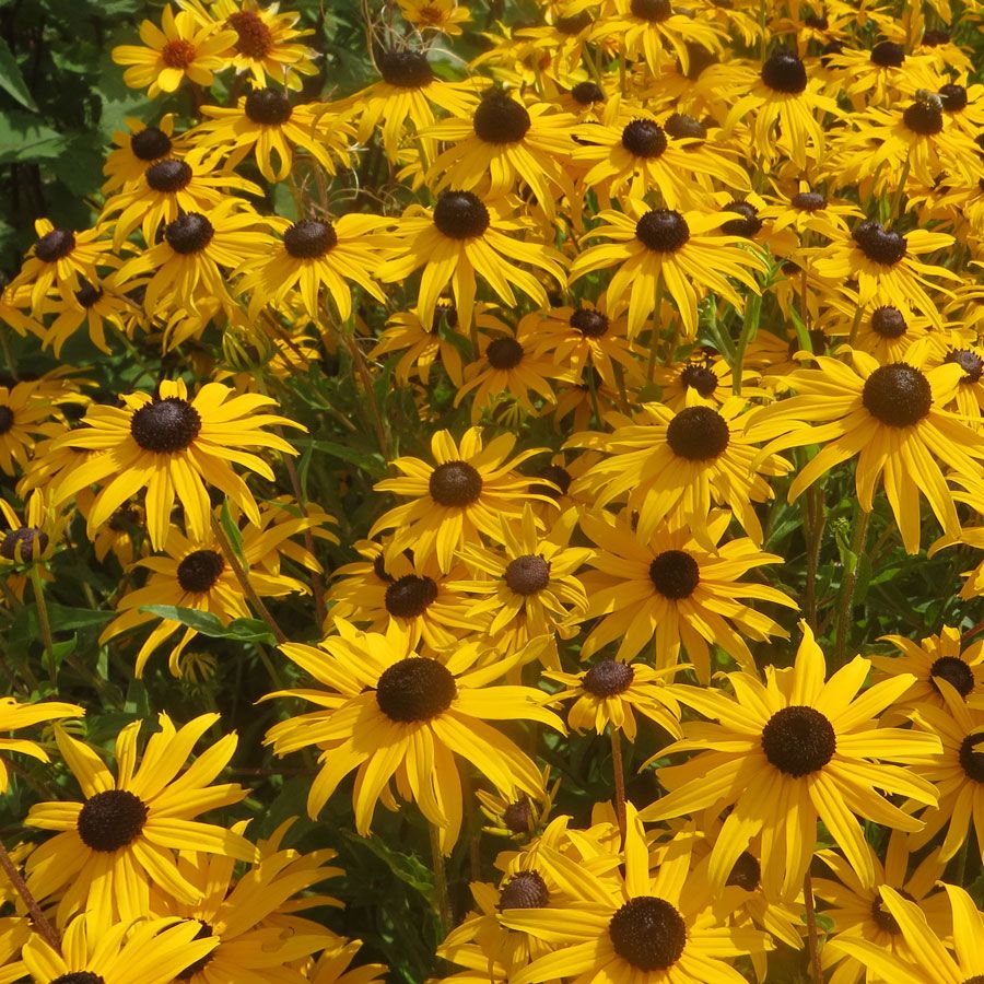 Rudbeckia Goldblitz