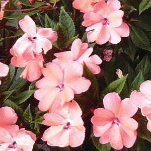 Sunpatiens Compact Coral Pink