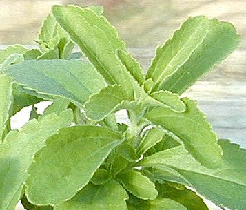 Stevia (4") (Shipped)
