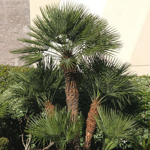 Palm European (3 Gal.)