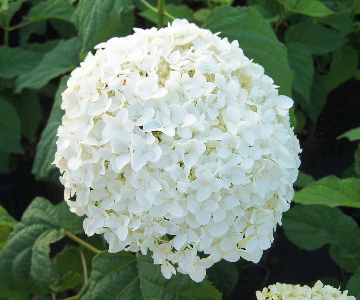 hydrangea arborescens ‘annabelle’ ANNABELLE HYDRANGEA