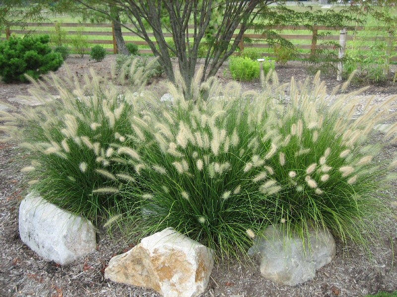 pennisetum alopecuroides ‘hameln’ DWARF FOUNTAIN GRASS