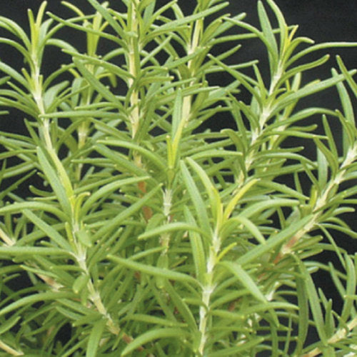 Rosemary Barbeque (4") (Shipped)