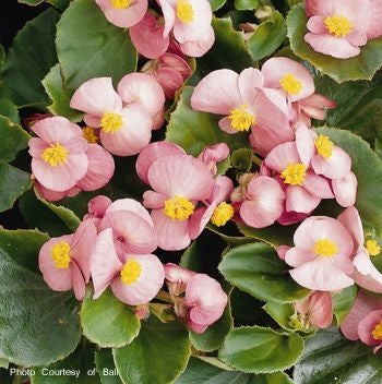 Begonia Ambassador Pink (Green Leaf) (6-06 Pack)