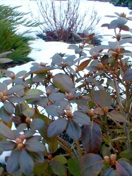 rhododendron ‘PJM compacta’ PJM COMPACT RHODODENDRON