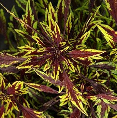 Coleus Flamethrower Chipolte (4.5" Pot)