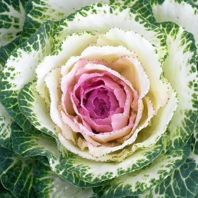 Crane Bi-Color Kale