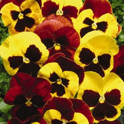 Matrix Autumn Blaze Mix